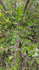 Fouquieriaceae