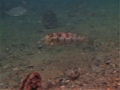 Notolabrus parilus