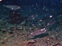 Helotes octolineatus