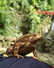 Ingerophrynus biporcatus