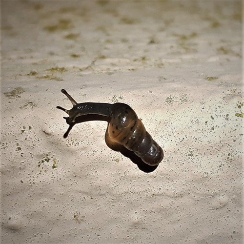 Decollate Snail