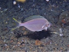 Parequula melbournensis