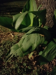 Aspidistra