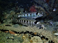 Helotes octolineatus