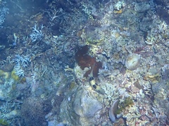 Parupeneus crassilabris