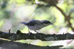 Pteruthius aeralatus