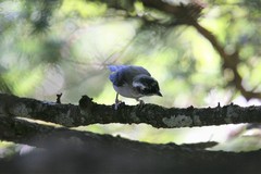 Pteruthius aeralatus