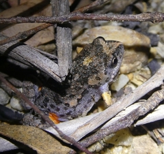 Uperoleia laevigata