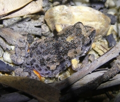 Uperoleia laevigata