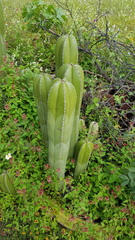 Lophocereus marginatus