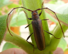 Xystrocera erosa