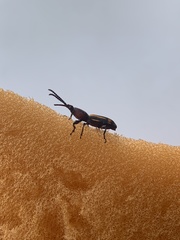 Arrhenodini
