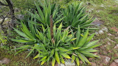 Agave angustiarum