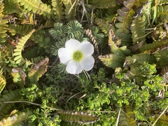 Oxalis enneaphylla