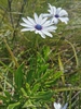 Blue-and-white Daisybush - Photo (c) roadrunr, some rights reserved (CC BY-NC), uploaded by roadrunr