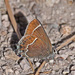 Thicket Hairstreak - Photo (c) Jerry Oldenettel, some rights reserved (CC BY-NC-SA)
