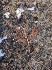 Persicaria angustifolia