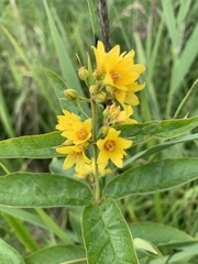 Lysimachia vulgaris