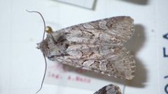 Lasionycta proxima