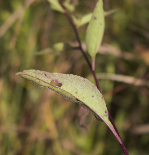 Arrowleaf aster