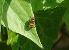 Eristalinus quinquestriatus