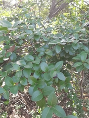 Syzygium buxifolium