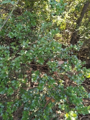Syzygium buxifolium