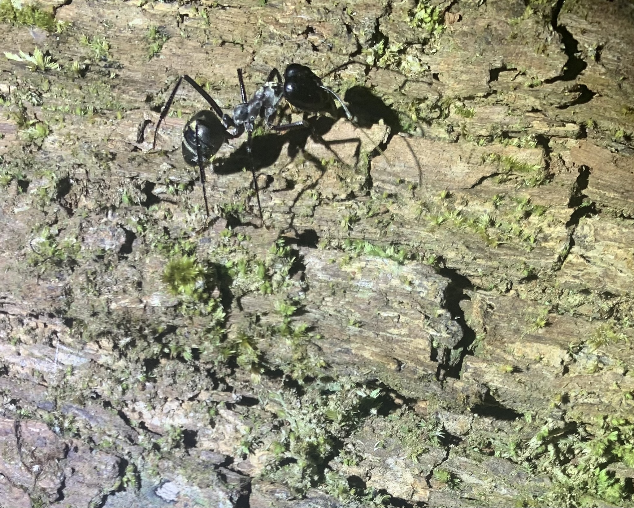 Notostigma carazzii