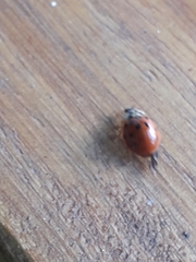 Harmonia axyridis