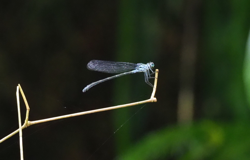 Bayadera serrata