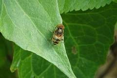 Eristalinus quinquestriatus