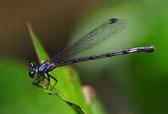 Cryptophaea vietnamensis