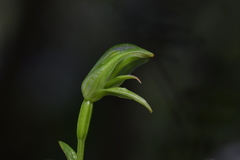 Pterostylis porrecta