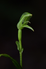 Pterostylis porrecta