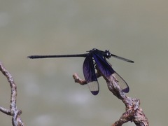 Dysphaea dimidiata