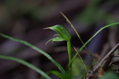 Pterostylis porrecta
