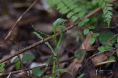 Pterostylis porrecta