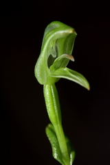 Pterostylis porrecta