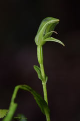Pterostylis porrecta