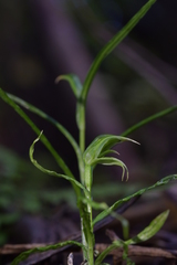 Pterostylis porrecta