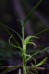 Pterostylis porrecta