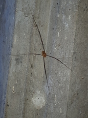 Opilio canestrinii