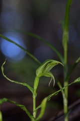 Pterostylis porrecta