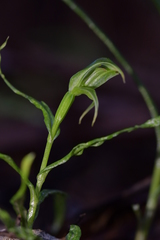 Pterostylis porrecta