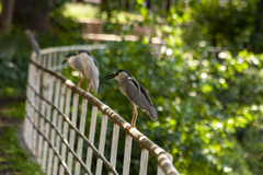 Nycticorax nycticorax