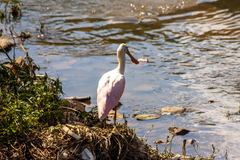 Platalea ajaja