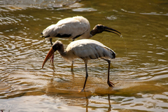 Mycteria americana