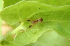 Anelosimus crassipes