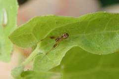 Anelosimus crassipes