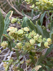 Atriplex gardneri